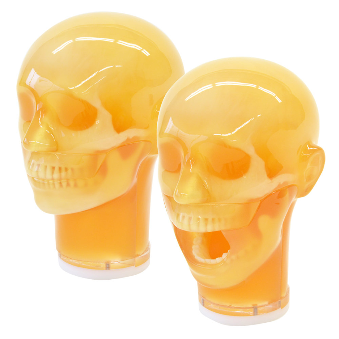 Dental Radiography Head Phantom Two-way set - kyoto kagaku